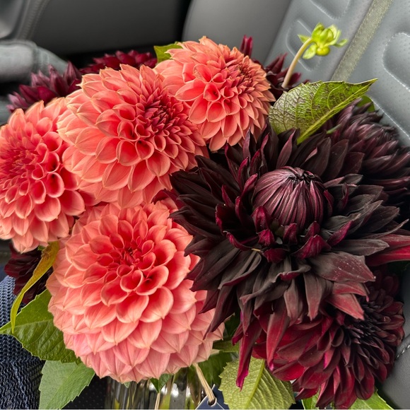 Meet your Posher, Katherine - Picture 1 of 1